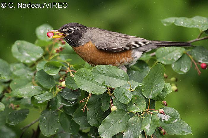 Maar welke vogels kunt u verwachten om uw feeders te bezoeken als u verschillende soorten fruit aanbiedt