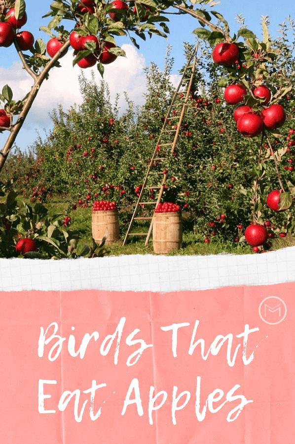 Vogels kunnen onder veel verschillende omstandigheden veel verschillende soorten fruit eten