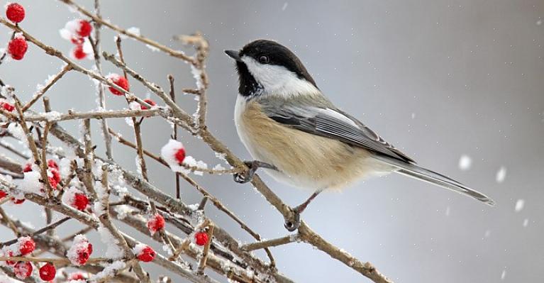 Die vogels hebben voldoende voedselbronnen nodig om veilig