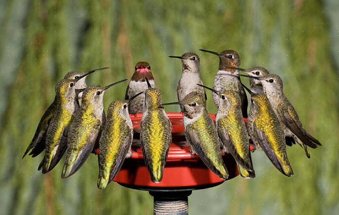Vooral wanneer de keelkleuren van de mannetjes erg op elkaar lijken
