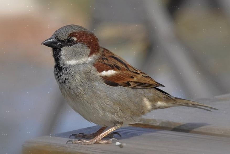 De witgekroonde mus (Zonotrichia leucophrys) is gemakkelijk te onderscheiden met zijn gedurfde "bandieten"