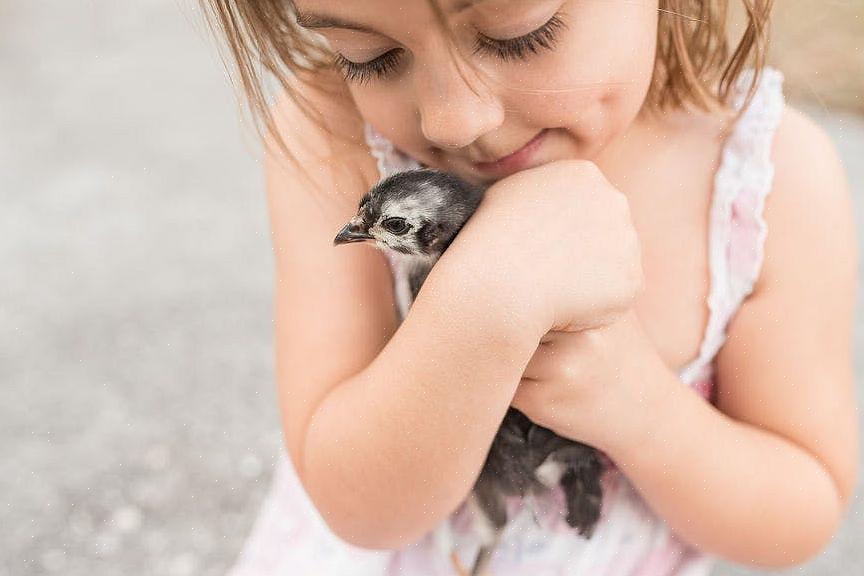 Hoewel generieke namen voor babyvogels kunnen worden gebruikt voor elke vogelsoort