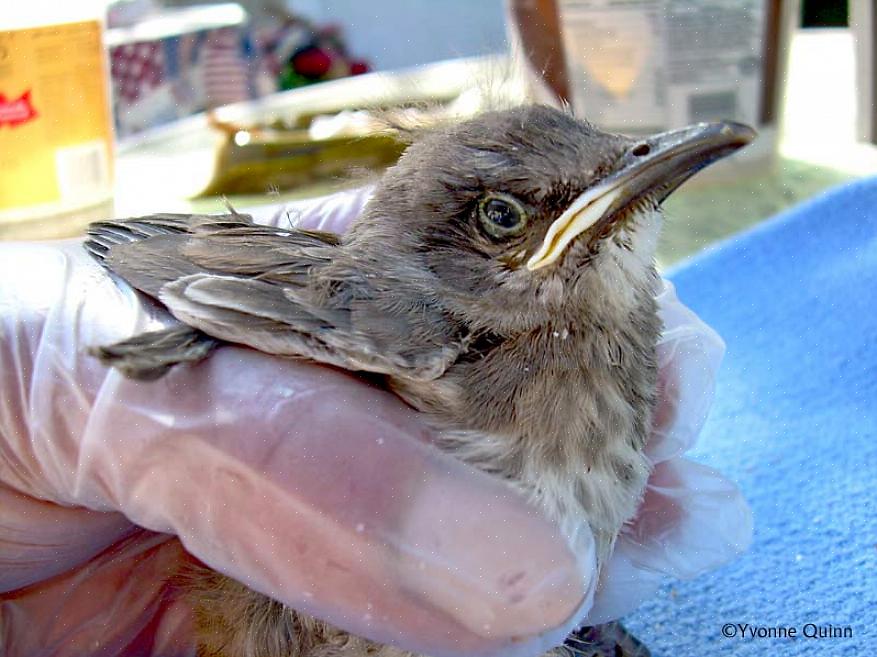 Maar babyvogels hebben zeer specifieke voedingsbehoeften