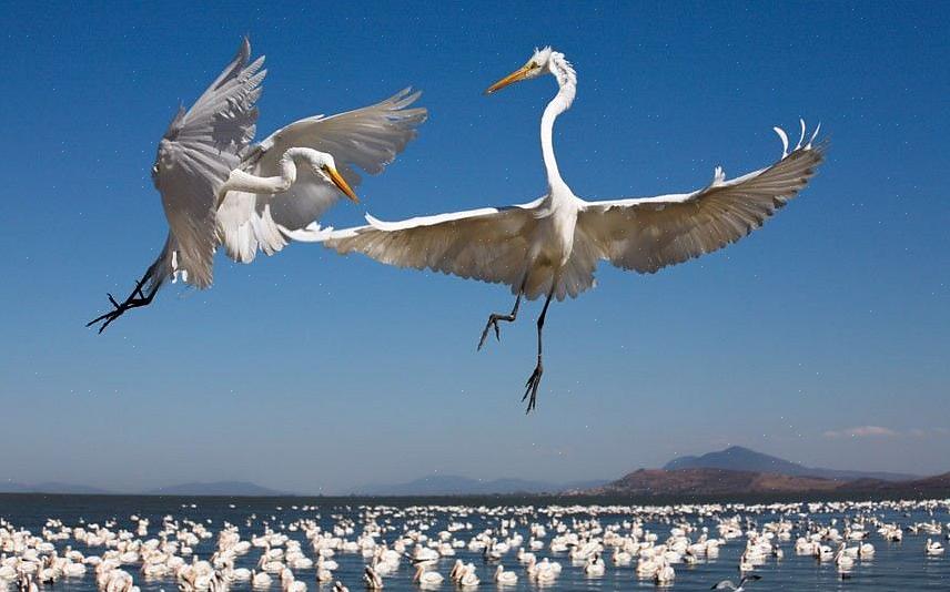 Helpt vogelaars om vogels in de lente