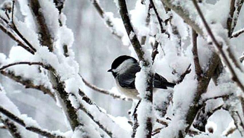 Vogels kunnen ook hun snavel in hun schouderveren stoppen ter bescherming