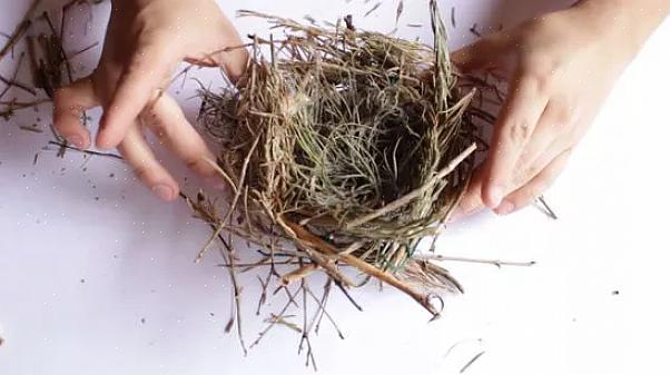 Een geweldige manier om te helpen bij het bouwen van een vogelnest