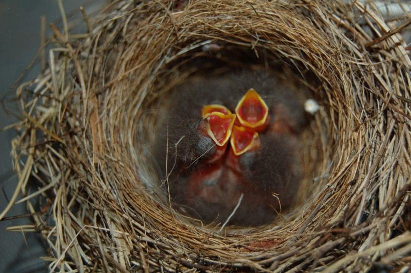 Kunnen vogelaars helpen bij het bouwen van een vogelnest
