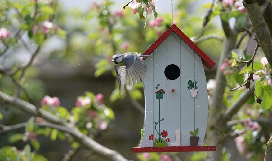 Oplossingen om een betere vogelhuisbaas te worden