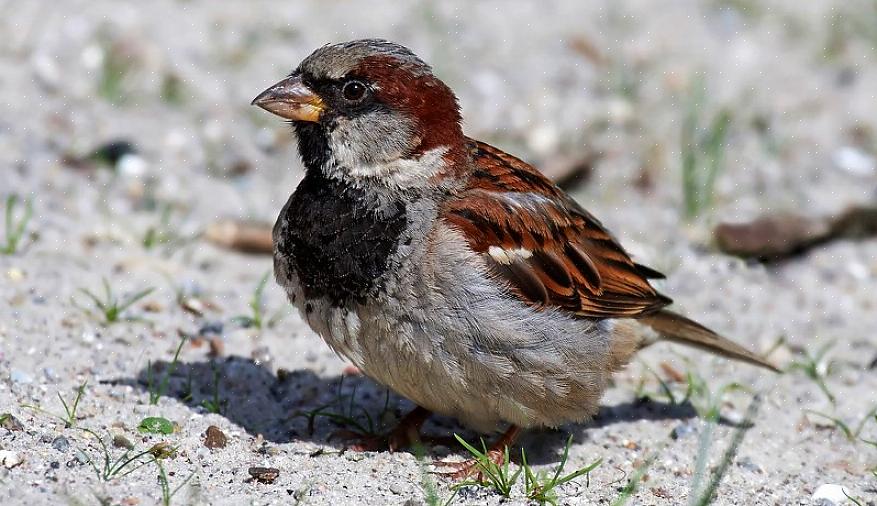 Mussen nestplaatsen verwijderen Huismussen concurreren agressief met inheemse vogels om nestplaatsen