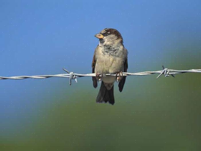 Huismussen kunnen veel problemen veroorzaken voor inheemse vogels