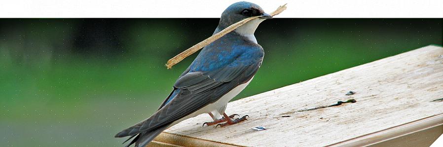 Verschillende vogelaars hebben verschillende meningen over nestelende vogels