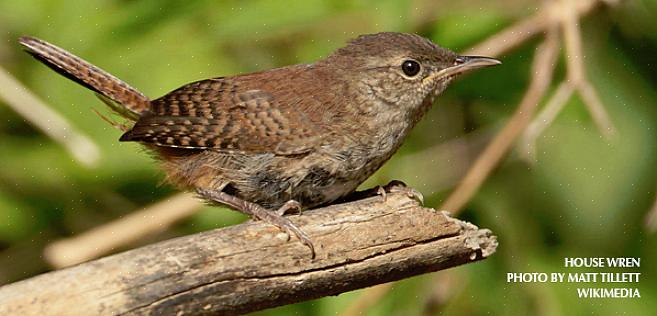 Als vogels nestelen waar die rotzooi problematisch is