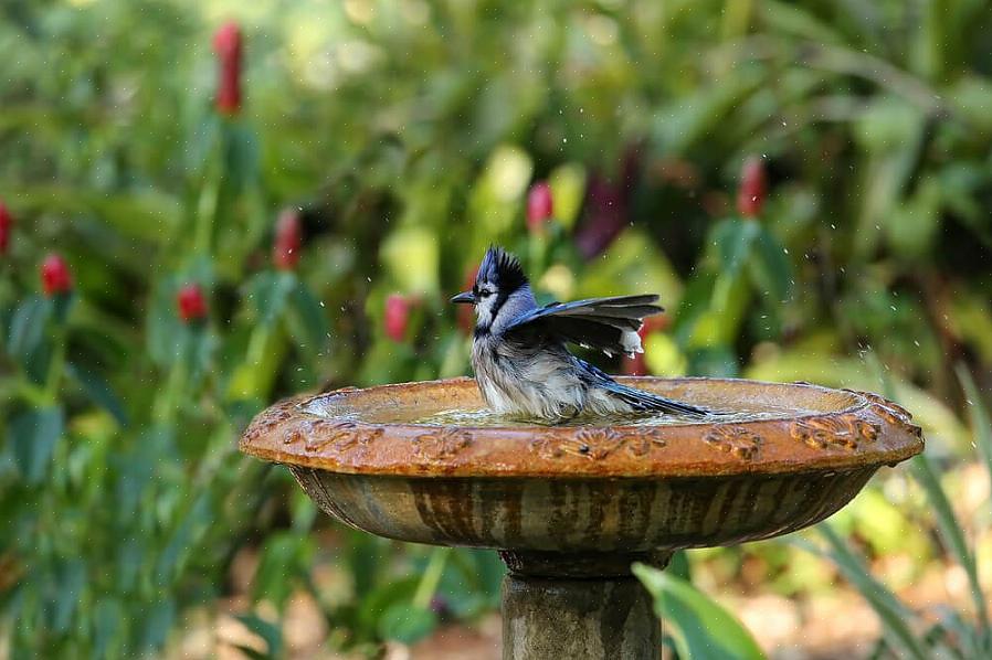 Is het belangrijk om te weten hoeveel verschillende soorten vogelbaden er beschikbaar zijn
