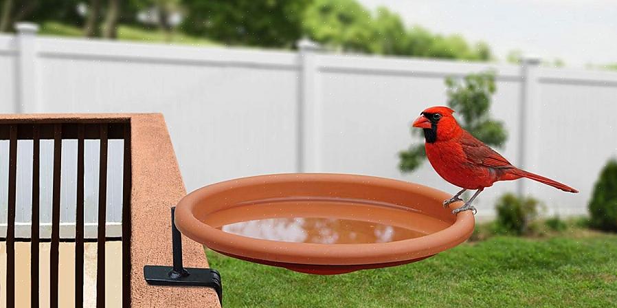 Ziet uw vogelbad er als nieuw uit