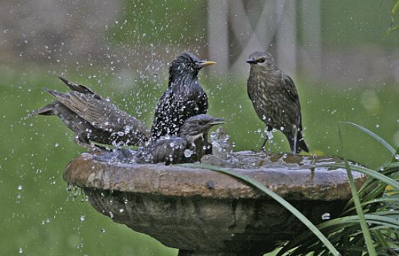 Maak vogelbaden regelmatig schoon met een zwakke bleekoplossing