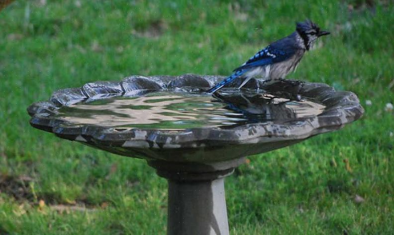 Of groepeer verschillende kleine vogelbaden om een geïmproviseerde waterpartij te creëren