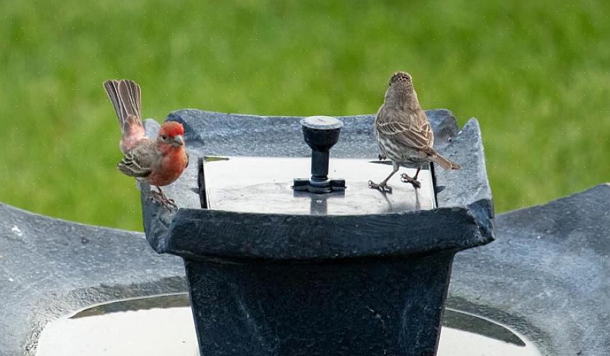 Vogelbaden moeten in vlakke