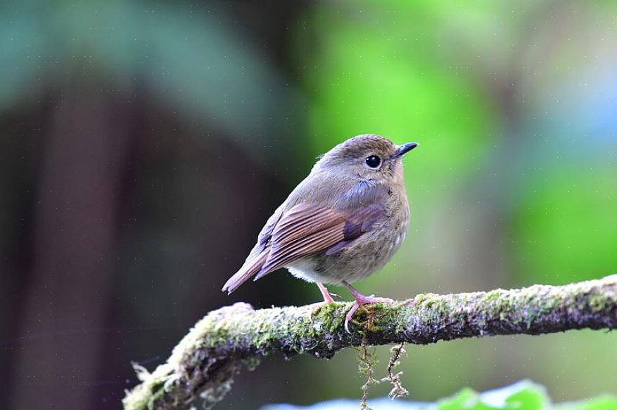 De juiste identificatietips voor vliegenvangers kunnen vogelaars echter meer zelfvertrouwen geven