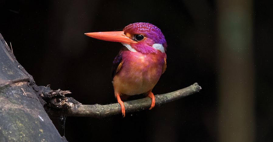 Hoe lang babyvogels moeten rijpen