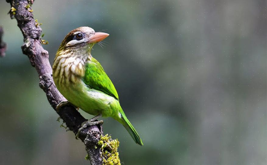 Babyvogels helpen volwassen te worden