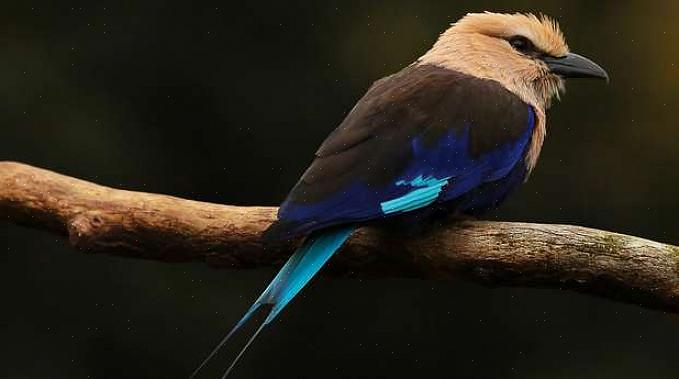 En de zintuigen van de vogels hebben zich aangepast om vogels de voorsprong te geven die ze nodig