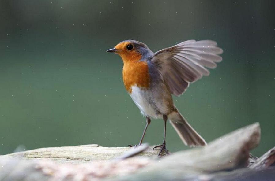 Maar ze zijn allemaal gespecialiseerd om vogels te helpen overleven