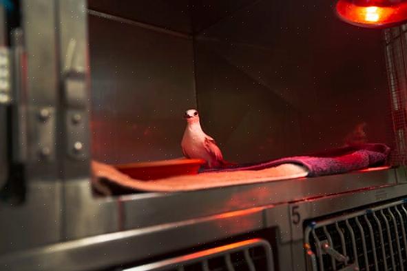 Niet elke zieke vogel zal symptomen van een ziekte vertonen