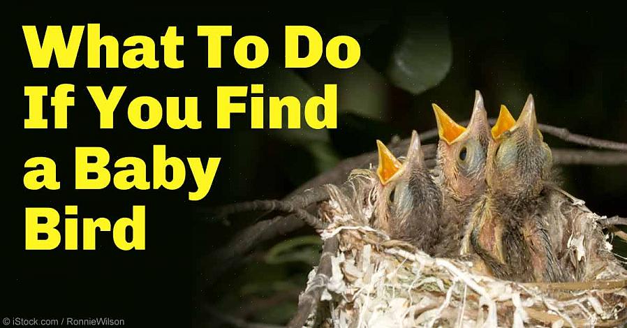 Als de babyvogel een blote huid heeft