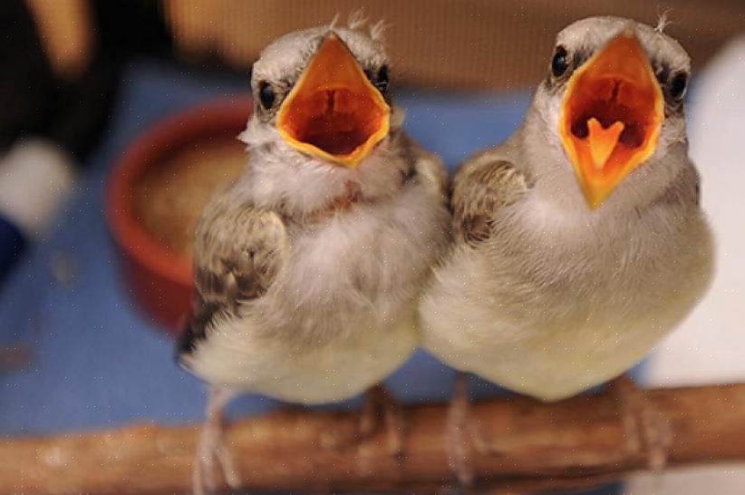 De eerste stap om te bepalen welke soorten jonge vogels je ziet