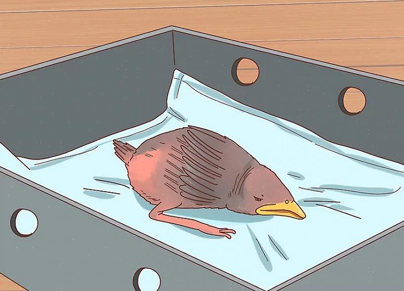 Een van de gemakkelijkste manieren om een babyvogel te identificeren