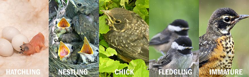 Dit is een algemene term die van toepassing kan zijn op elke babyvogel van welke soort dan ook terwijl