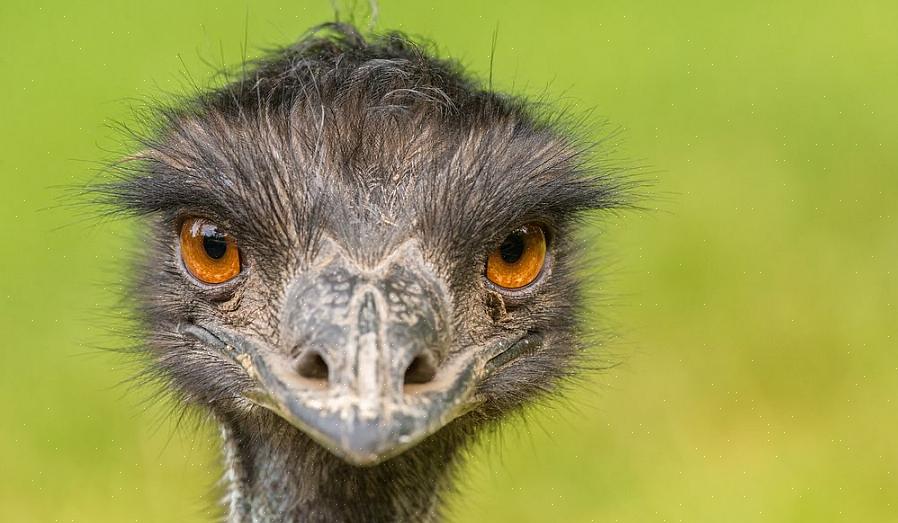 Maar hun vleugels zijn meestal kleiner of minder ontwikkeld dan vogels die vliegen