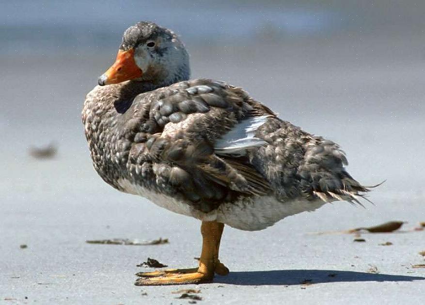 Vliegende vogels worden geconfronteerd met veel bedreigingen die voor hen gevaarlijker