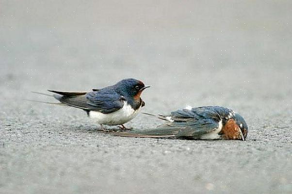 Sterke paarbanden vormen die kunnen worden gedefinieerd als paren voor het leven