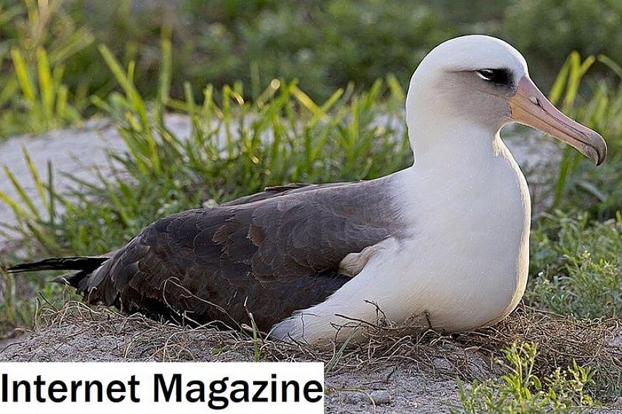 Er zijn een aantal ongelooflijke records voor de levensduur van vogels