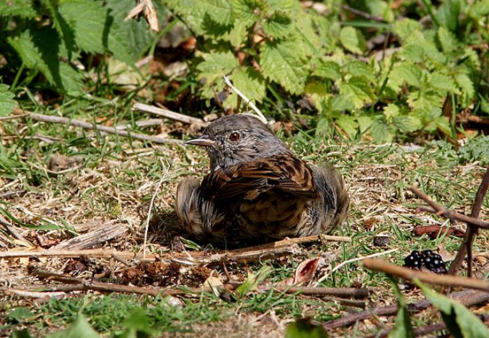En in feite zonnen vogels vaak om verschillende redenen