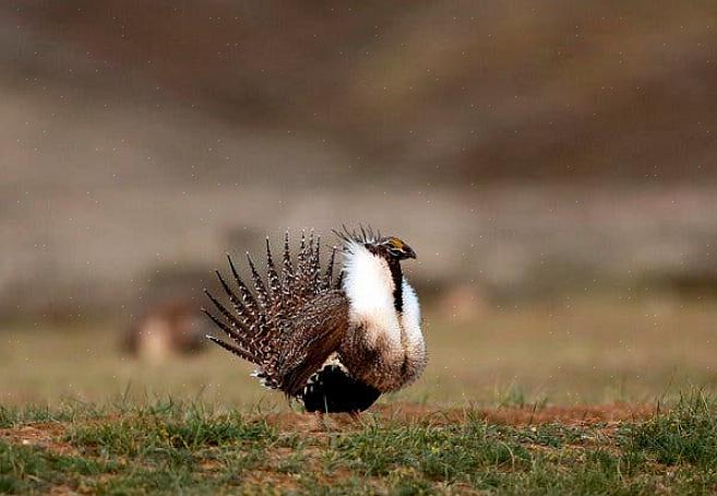En het behoud van habitats is van vitaal belang om vogels te helpen beschermen