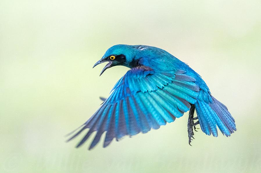 Identificatie van de blauwoorspreeuw