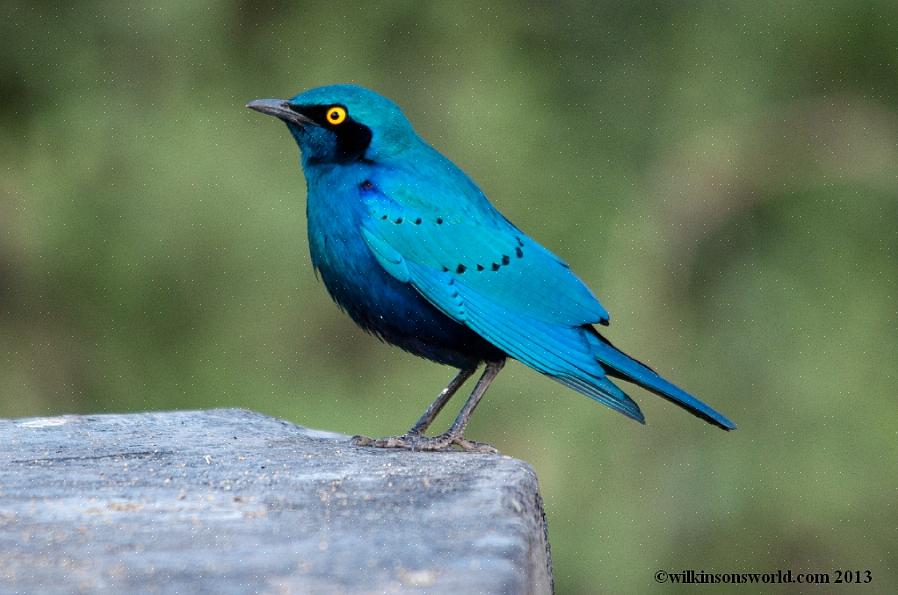 Grote Blauwoorspreeuw