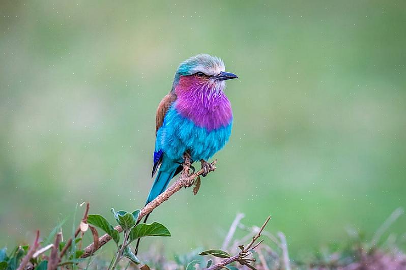 Deze vogels geven de voorkeur aan een open bos- of graslandhabitat met wijdverspreide bomen
