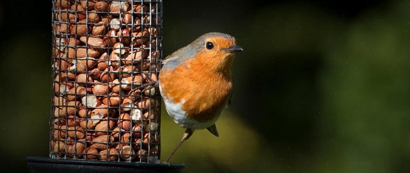 Maar worden vogels echt dik