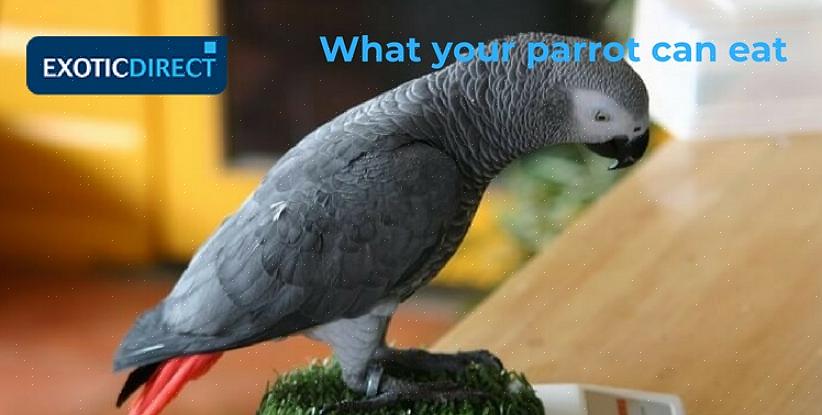 Waarom wilde vogels niet aankomen