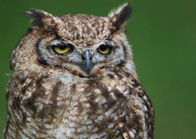 Andere roofdieren die slapende vogels kunnen bedreigen
