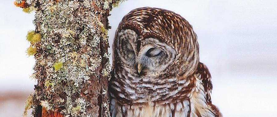 Vogels gebruiken vaak unihemisferische slow-wave-slaap (USWS)