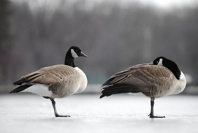 Wanneer de meeste vogels hun poten laten bungelen terwijl ze hoogte winnen