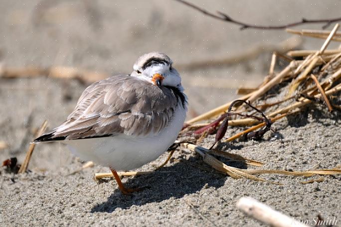 Vogels die zich het gemakkelijkst aanpassen aan het verliezen van een poot