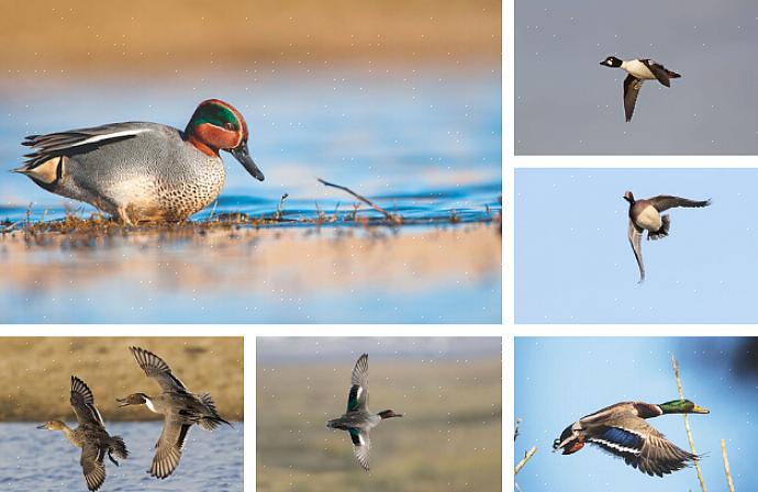 Een spotting scope kan ook handig zijn als u van plan bent om eenden op grote wateren te zoeken