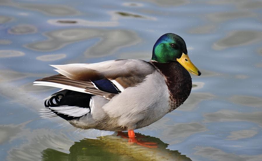 Hoewel ze zich in gemengde kuddes mengen met wilde eenden