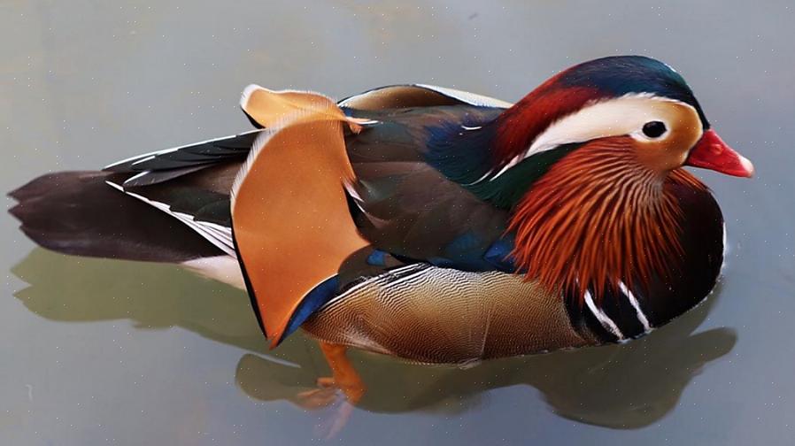 De smew is een elegante eend met bont verenkleed met dunne zwarte lijnen die de witte borst