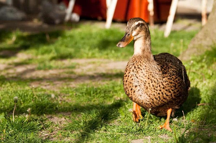 Hoe je eenden in de achtertuin kunt aantrekken